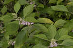 American beautyberry